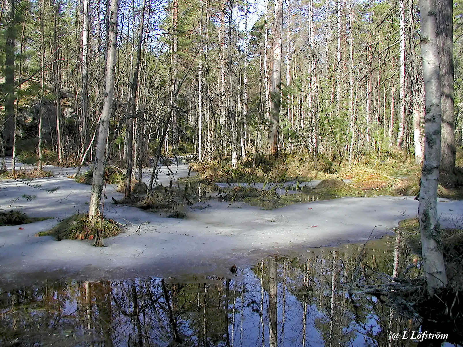 Nuuksio-A swamp