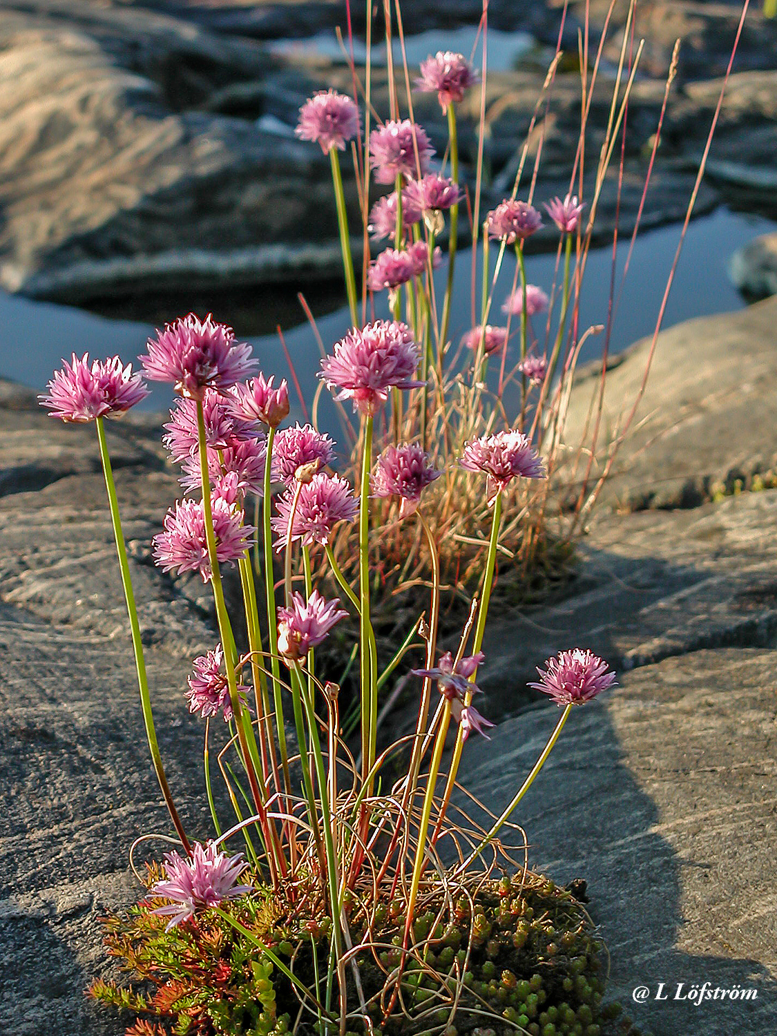 Other nature-Chives in sunset