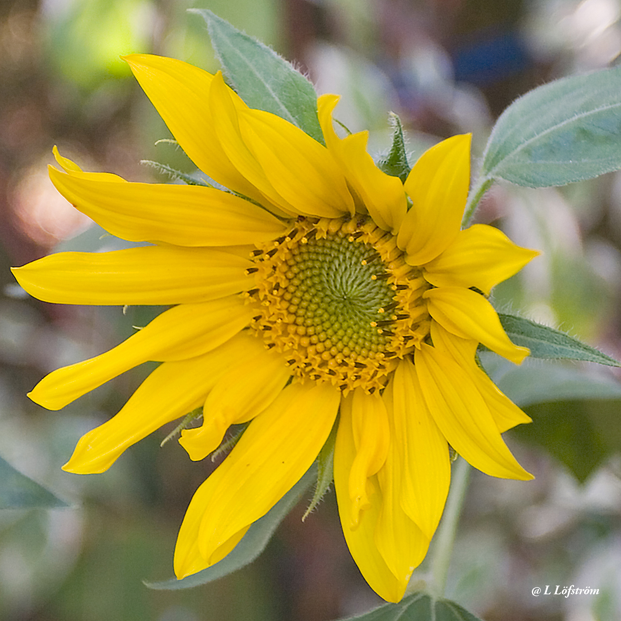 Other nature-Sunflower