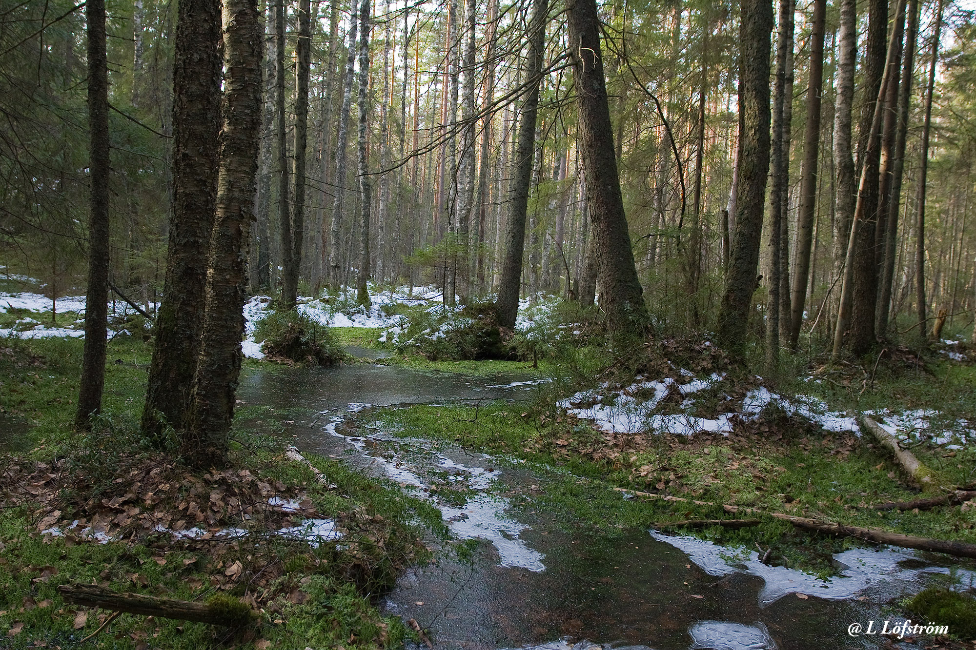 Nuuksio-Frozen forest