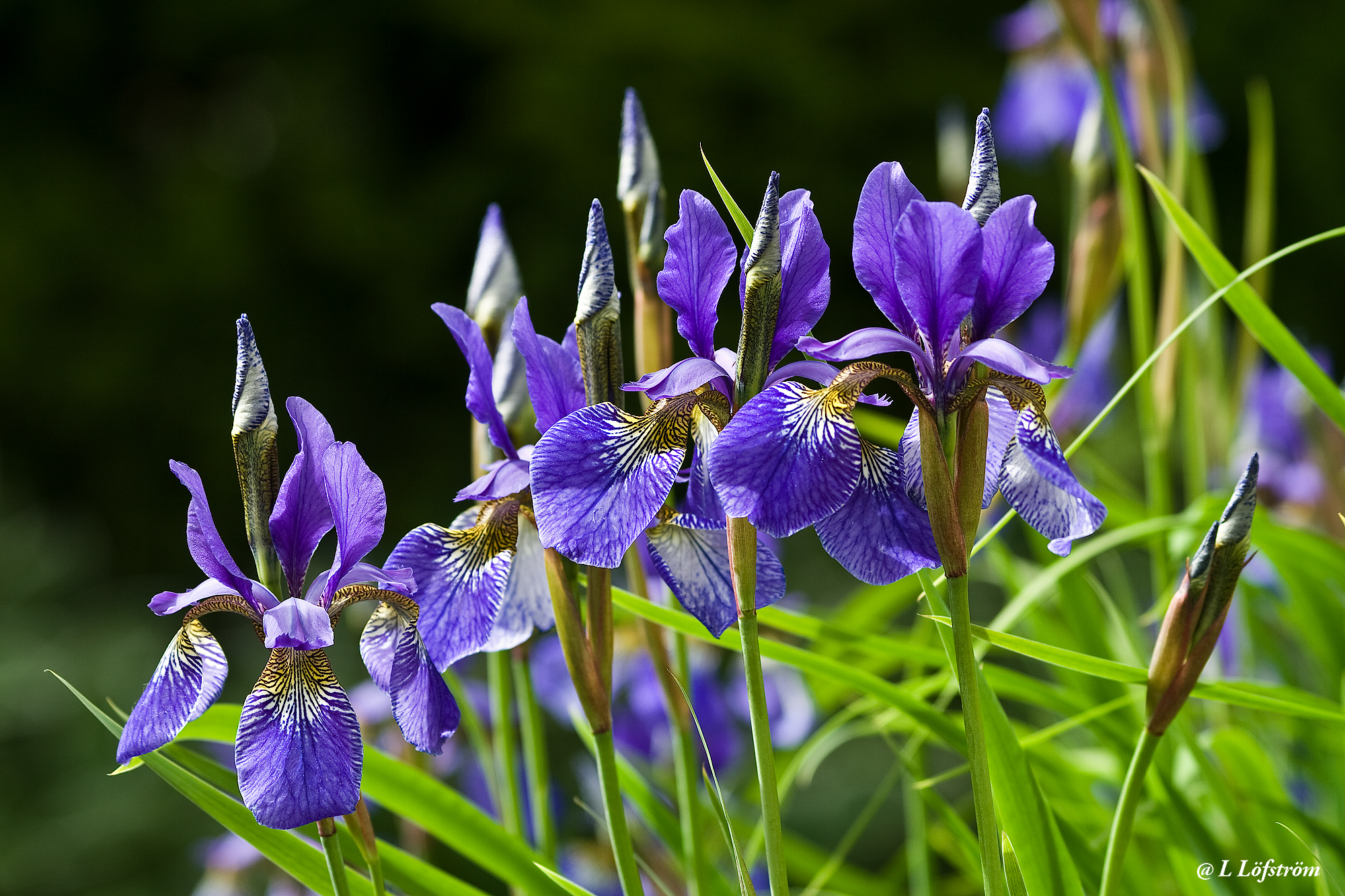 Other nature-Irises