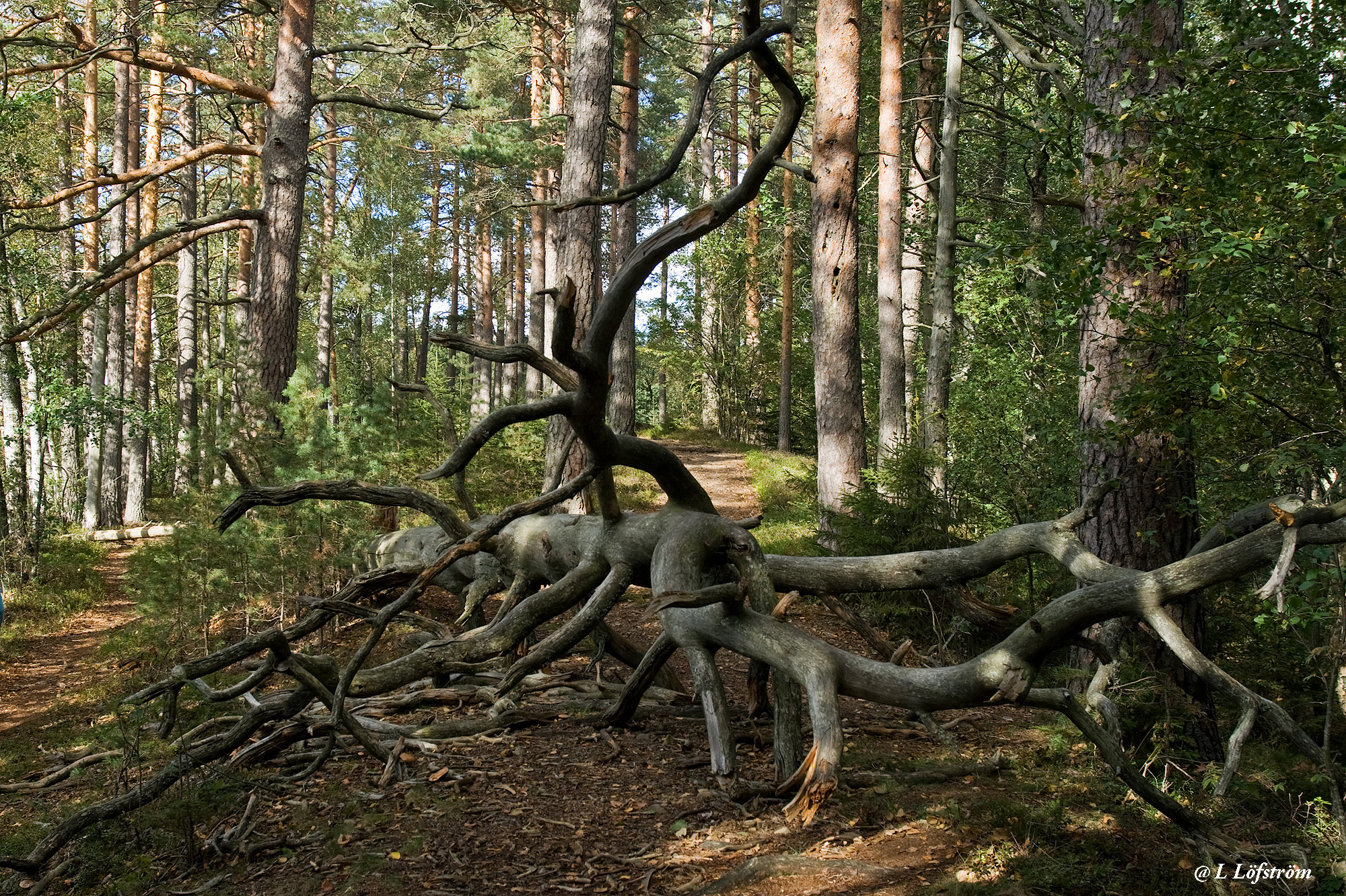 Landscapes-A fallen tree