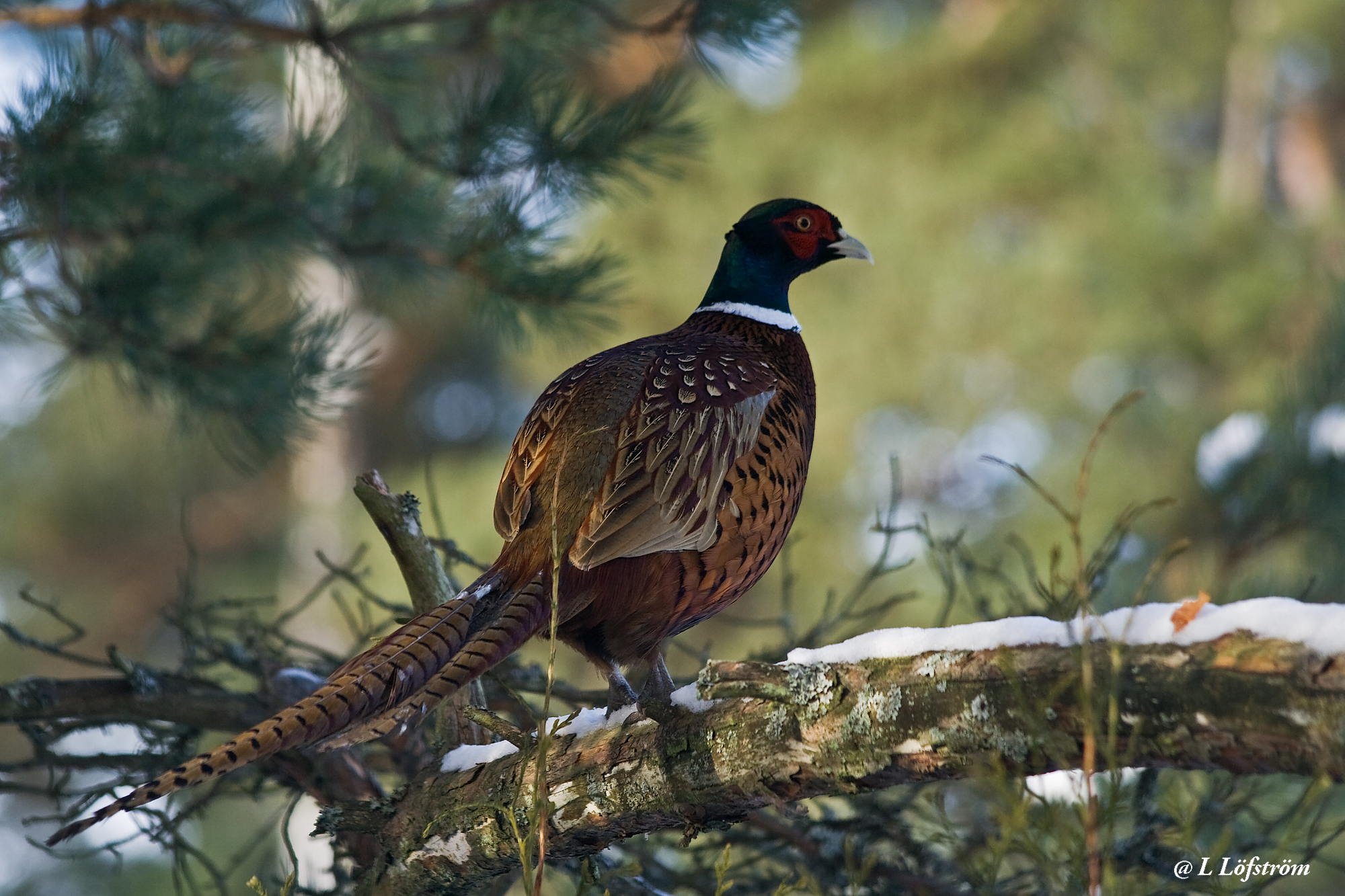 Other nature-Pheasant