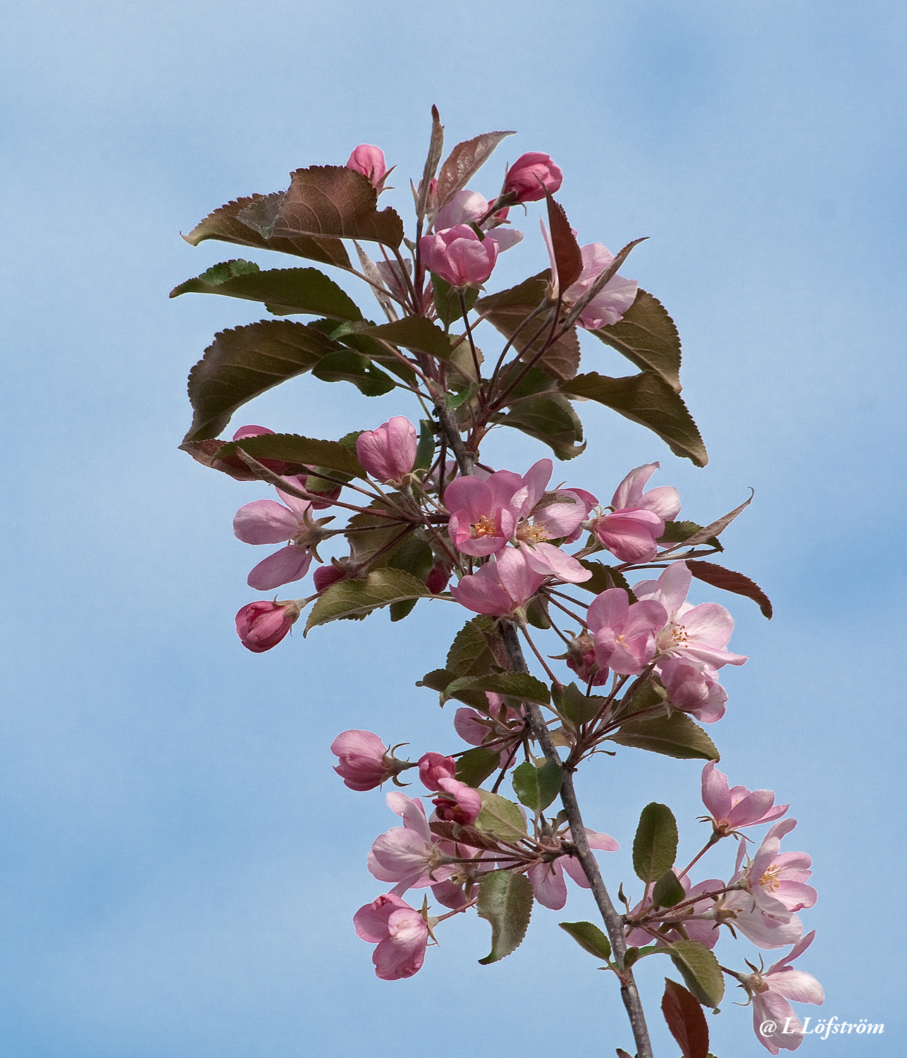 Other nature-Crabapple