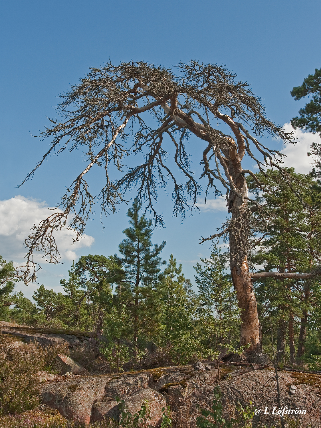 Other nature-Decaying pine