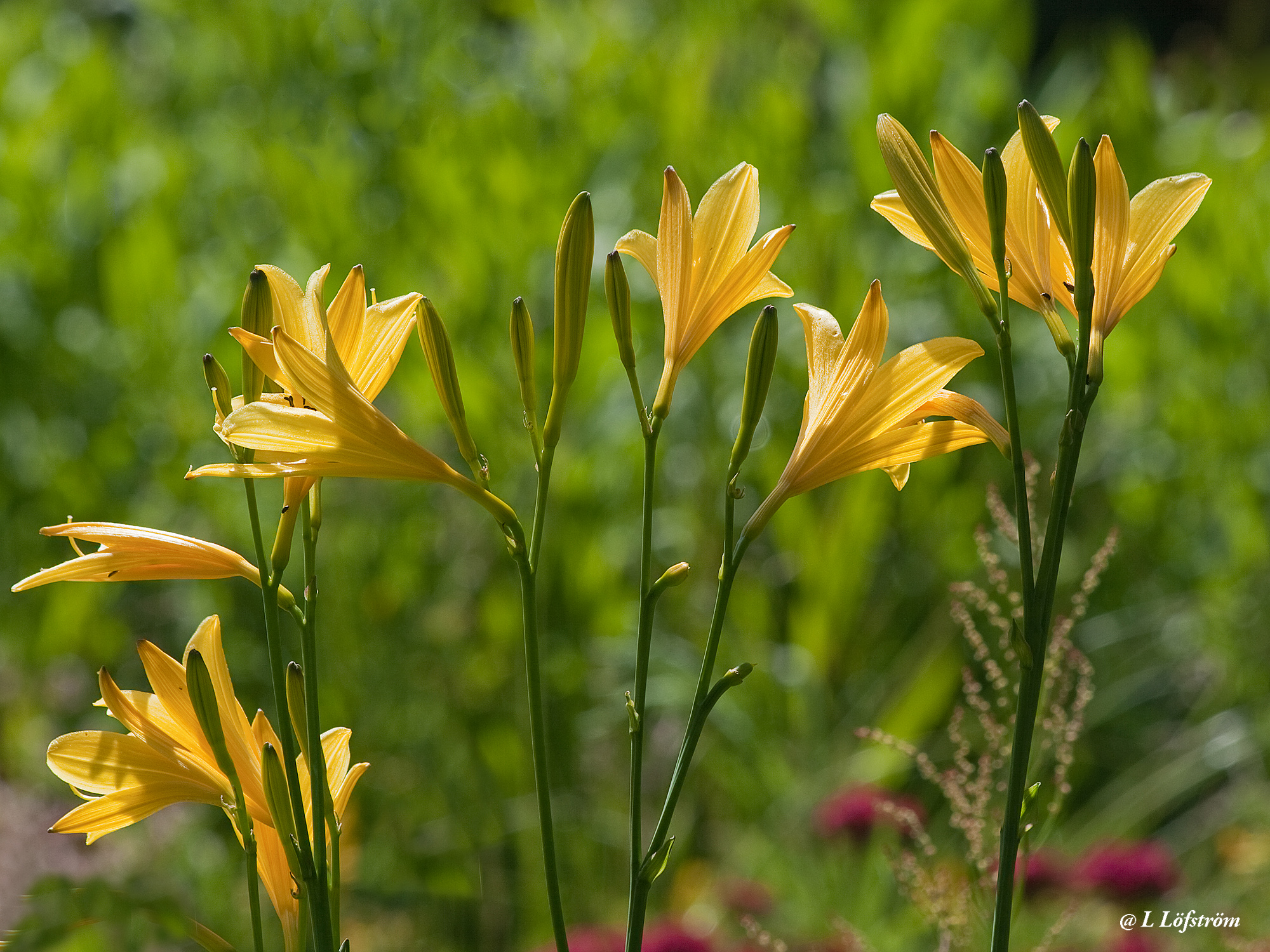 Other nature-Daylilies
