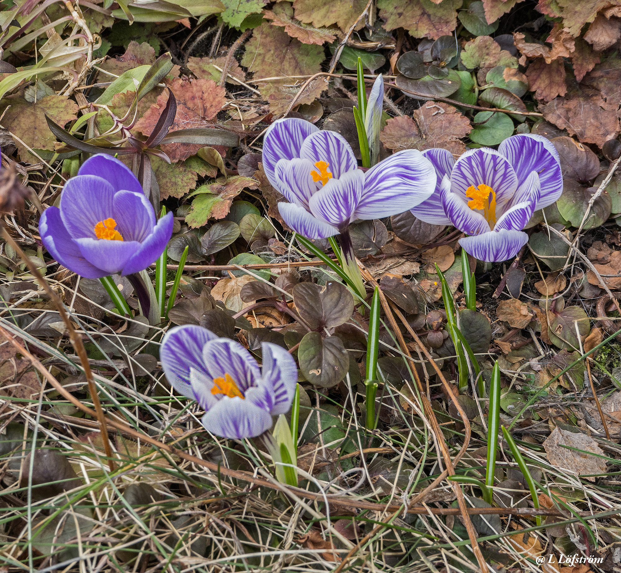 Other nature-Crocuses
