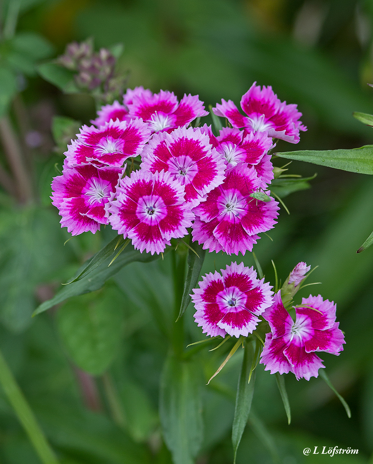 Other nature-Sweet William