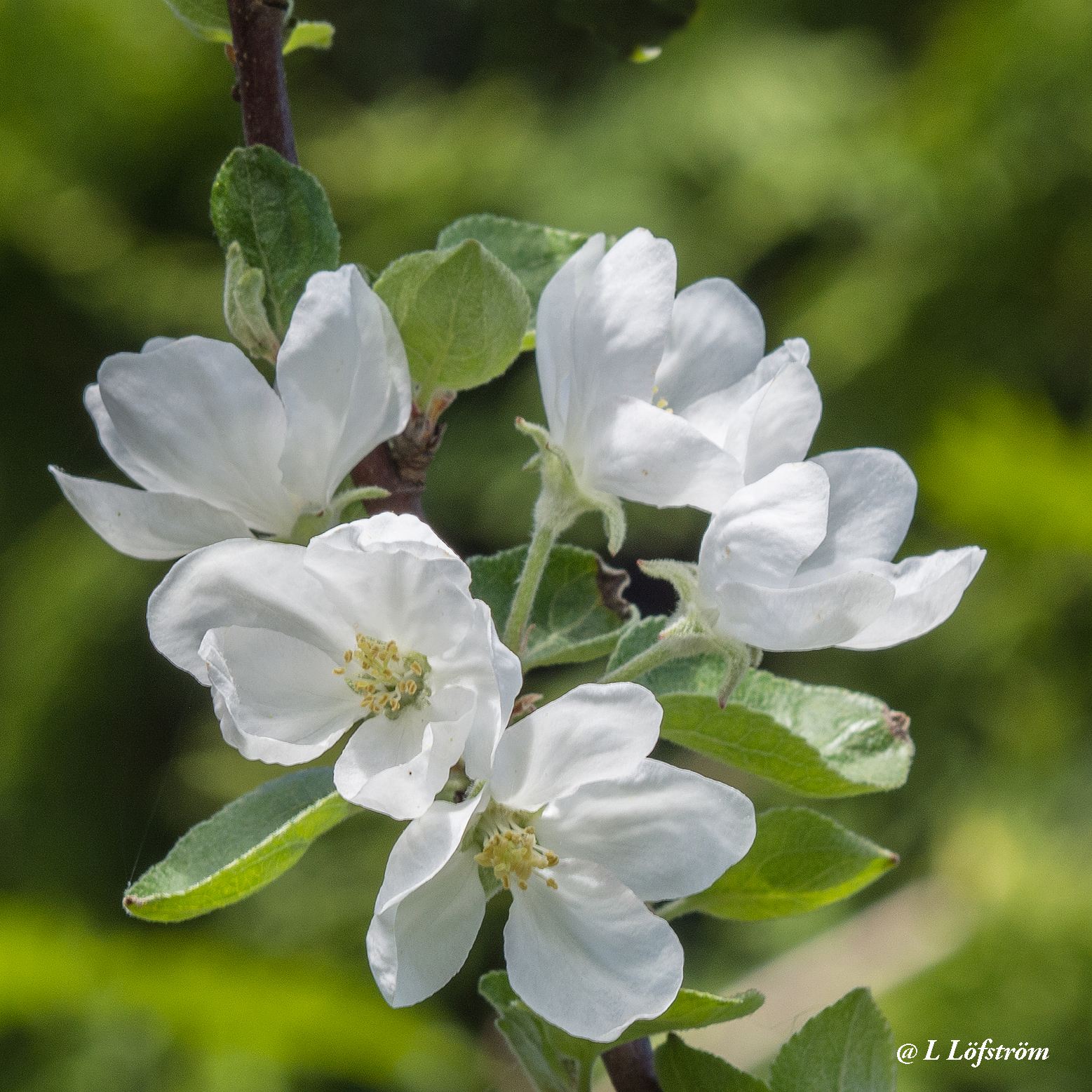 Other nature-Apple blossom
