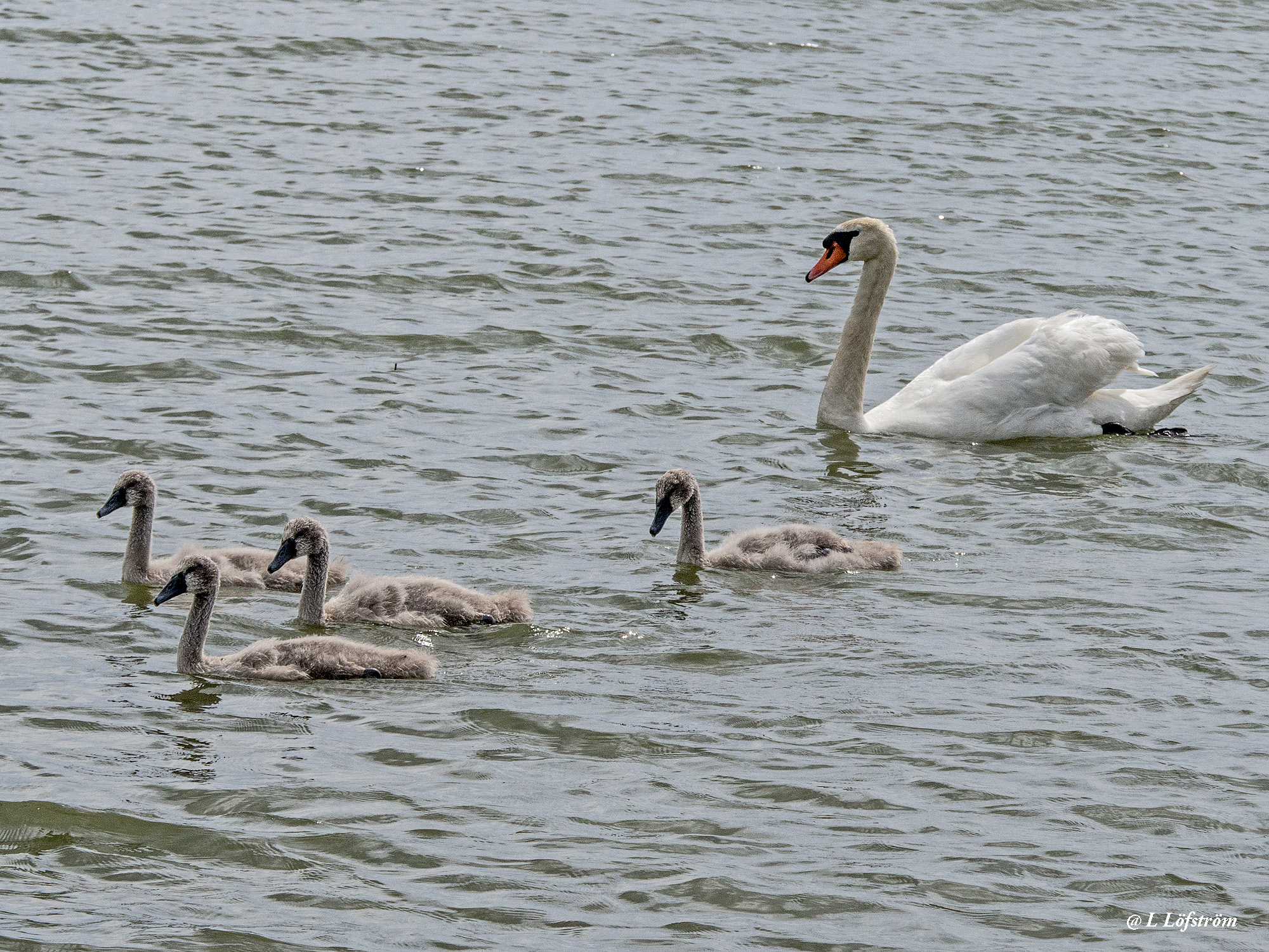 Newest-Swan family