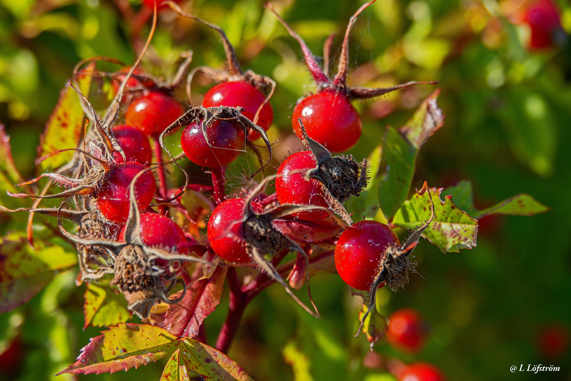 Other nature-Red rose hips