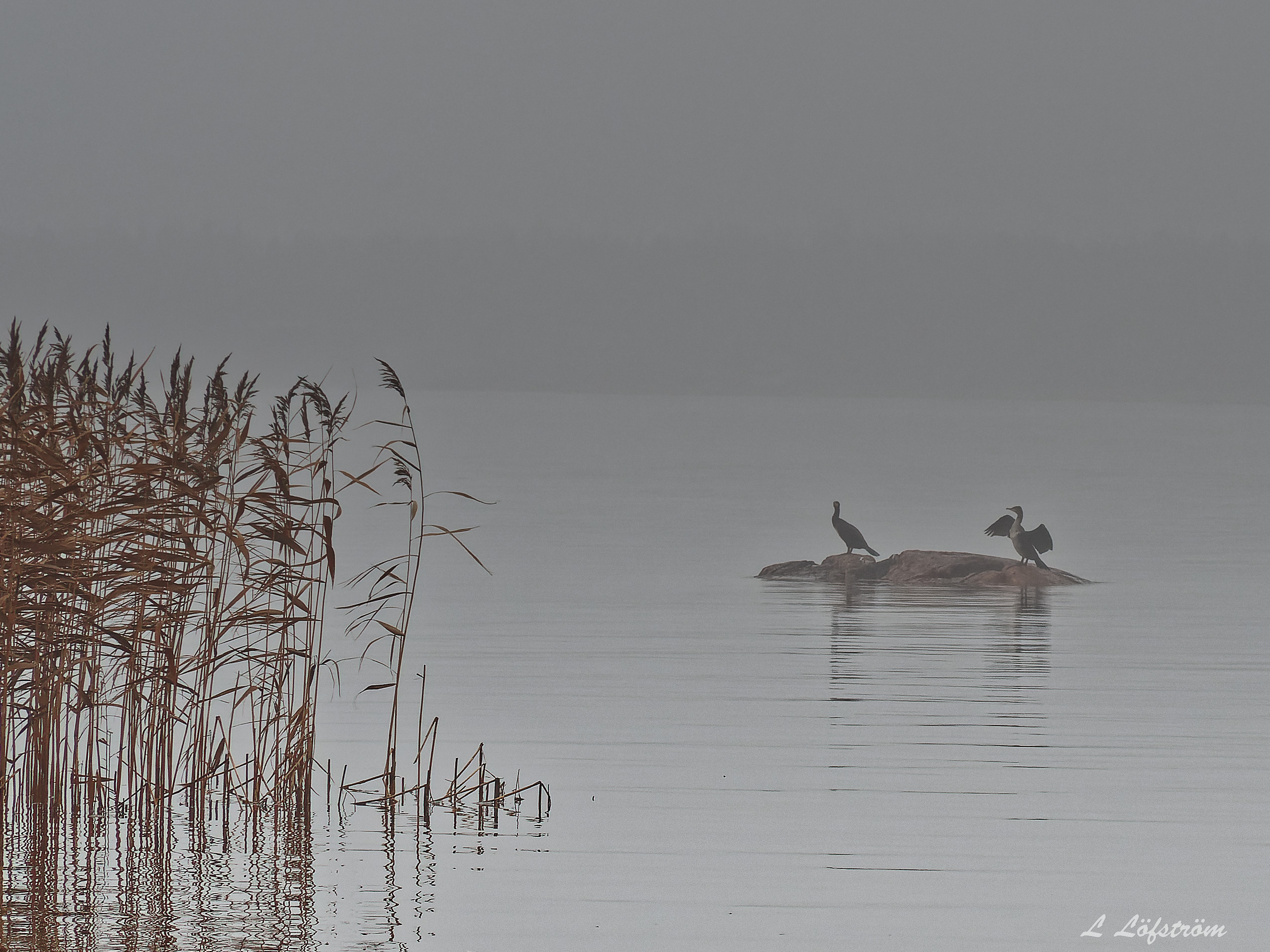 Other nature-Cormorants in fog