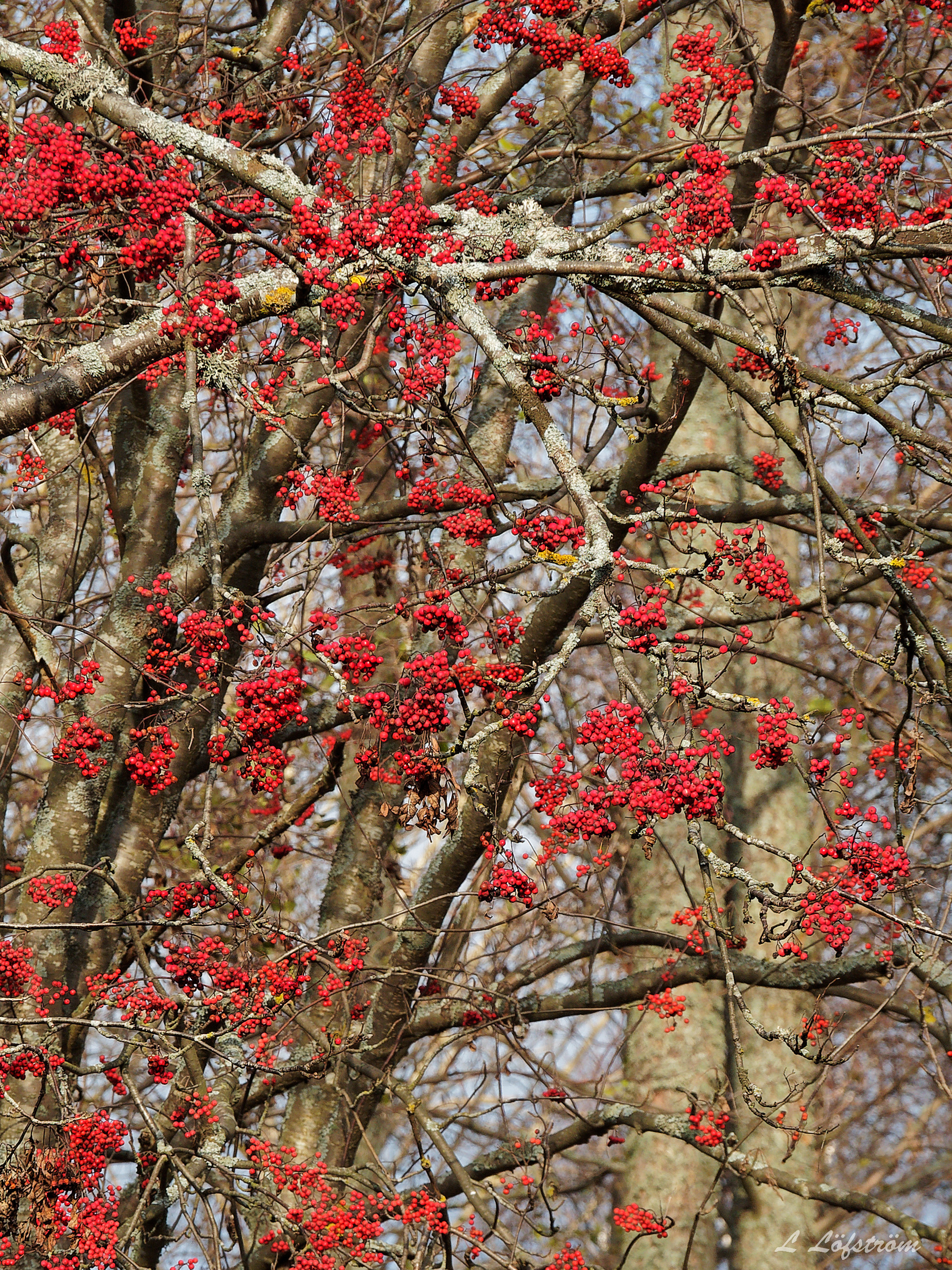 Other nature-Rowan berries