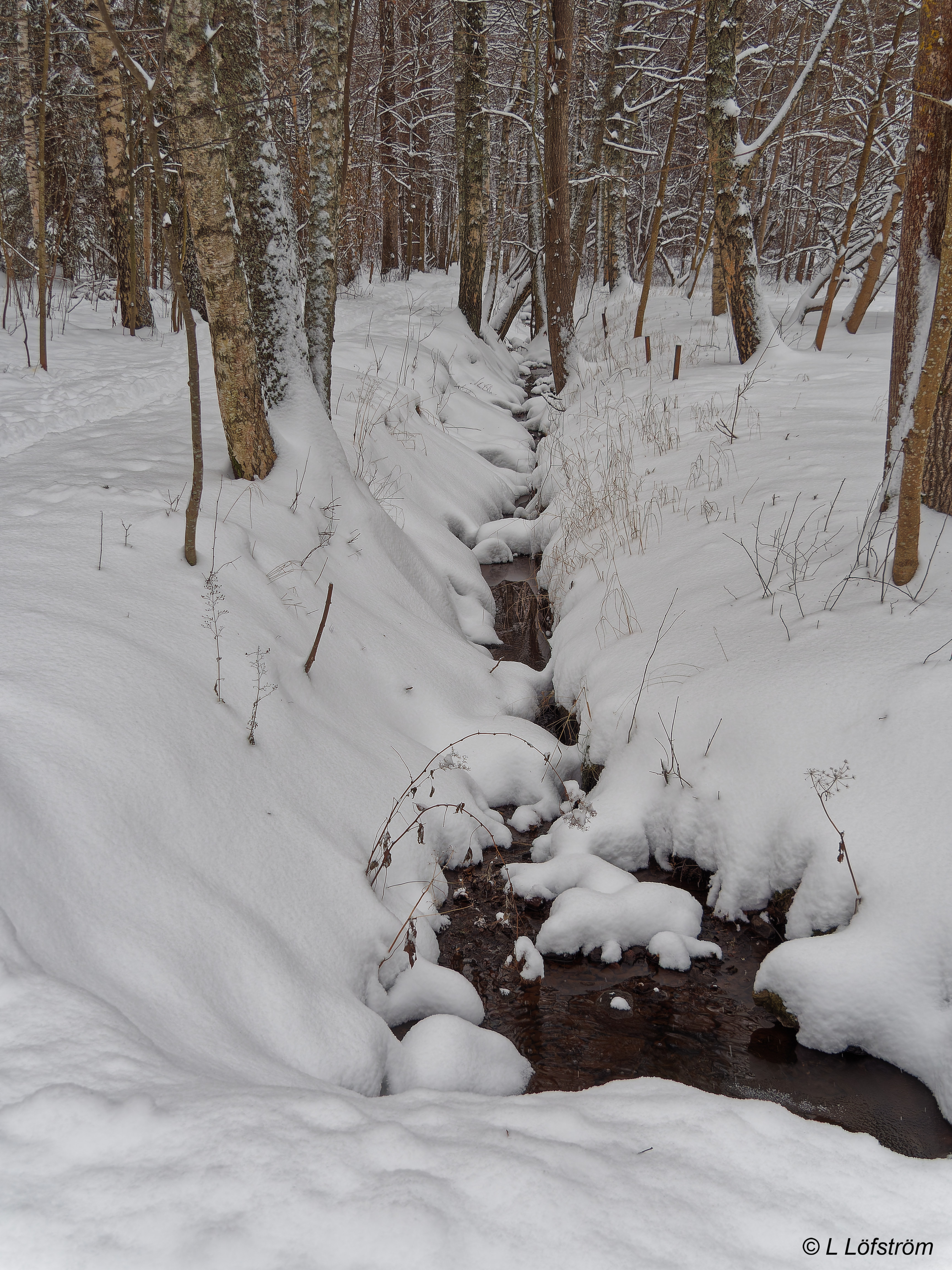 Intimate landscapes-Brook in Winter
