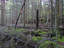 Untouched forest in Nuuksio National Park - Last view 2023-01-09