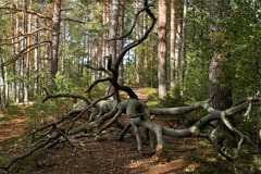 A fallen decayed tree in  the Liesjärvi National Park - Last view 2021-11-24