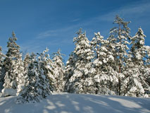 Lots of snow in the forest - Last view 2021-11-24