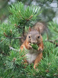 A squirrel eating a new cone - Last view 2021-11-24