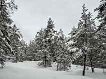 New soft snow in the forest of Latokaski, Espoo - Last view 2021-11-24