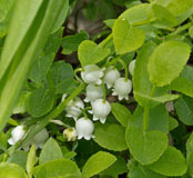Lily of the Valley blooms in the forest - Last view 2021-11-24