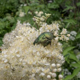 A green beatle (green rose chafer) on  cow parsley blooms - Last view 2021-11-24