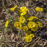 Coltsfoot, spring heralds - Last view 2022-06-17