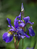 Iris in our garden - Last view 2022-07-13