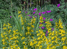 A group of dotteg loosestrife (Lychnis chalcedonica) - Last view 2022-07-13