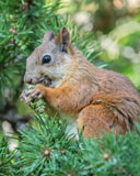 A squirrel eating fresh green cones in a pine tree - Last view 2021-11-24