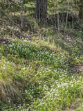 Wood anemones along a path in Latokaski - Last view 2022-07-13