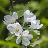 Apple blossom in our garden - Last view 2022-06-19