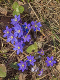 Blue anemones are the first nature flowers to bloom in the spring - Last view 2021-11-24