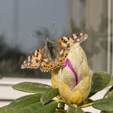 Butterfly on rhododendron buds - Last view 2021-10-03