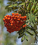 Rowan berries - Last view 2022-06-18