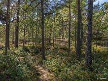 In the middle of a rocky forest - Last view 2021-02-24