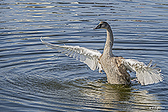 Young swan getting used to its wings - Last view 2021-10-13