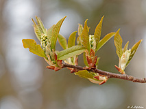 First leaves and flower buds of a bird cherry  tree (Prunus padus) - Last view 2021-09-28