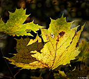 Maple leaves have started to  gain colour in late Sptember - Last view 2022-06-18