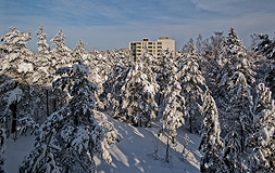 Snowy forest in Solukka village - Last view 2023-03-30