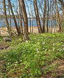 Wood anemones along seashore path - Last view 2023-05-13