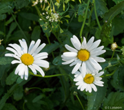 Three daisies - Kolme päivänkakkaraa - Last view 2023-03-31
