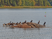 Cormorants and geese on a small islet