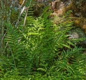 Lady fern - Hiirenporras - Last view 2023-12-04